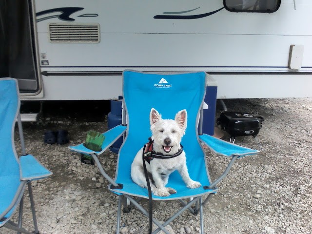 Poppy the westie chilling out on camp chair