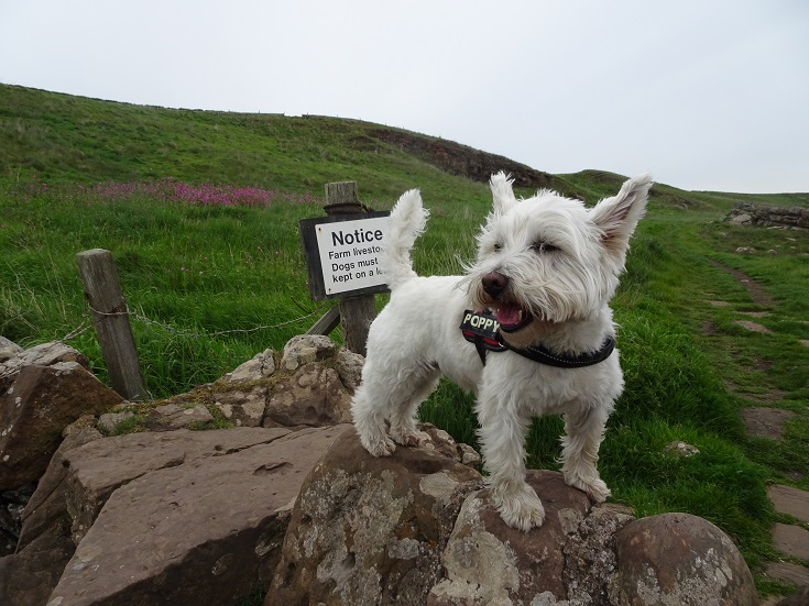 Poppy the westie ignoring the keep poppy on lead sign