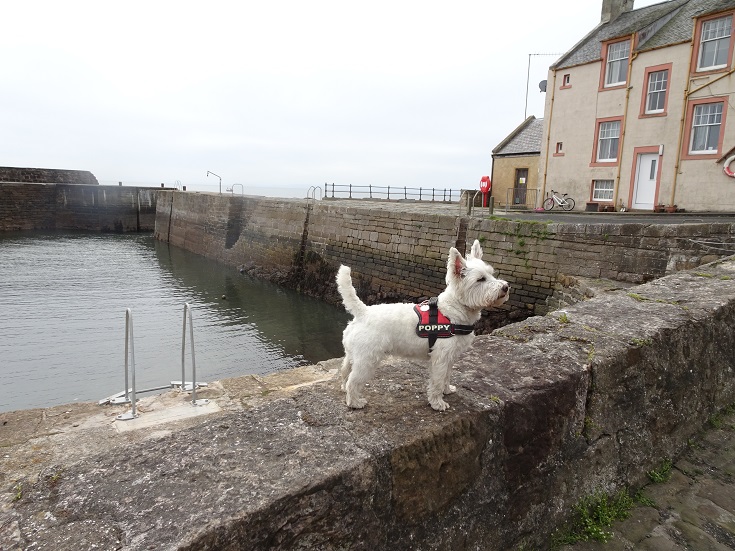 Poppy the westie on the harbour wall at Cellardyke