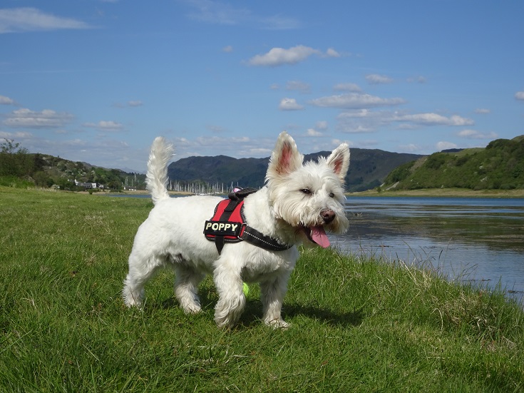 Poppy the westie on the shore of loch craig