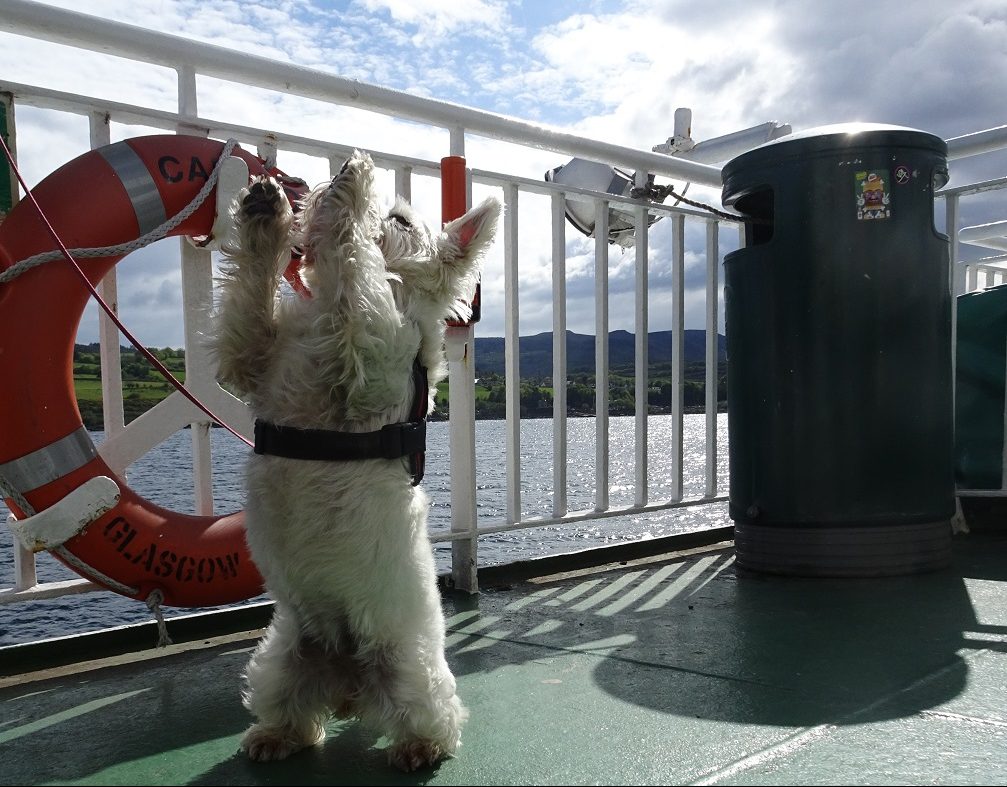 poppy the westie excited to be on the arran ferry
