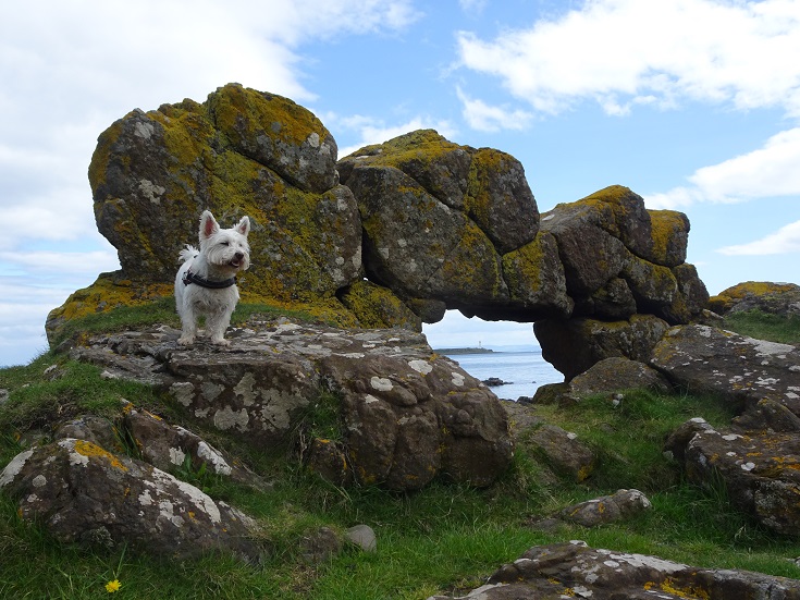 poppy the westie on the rocks of Arran