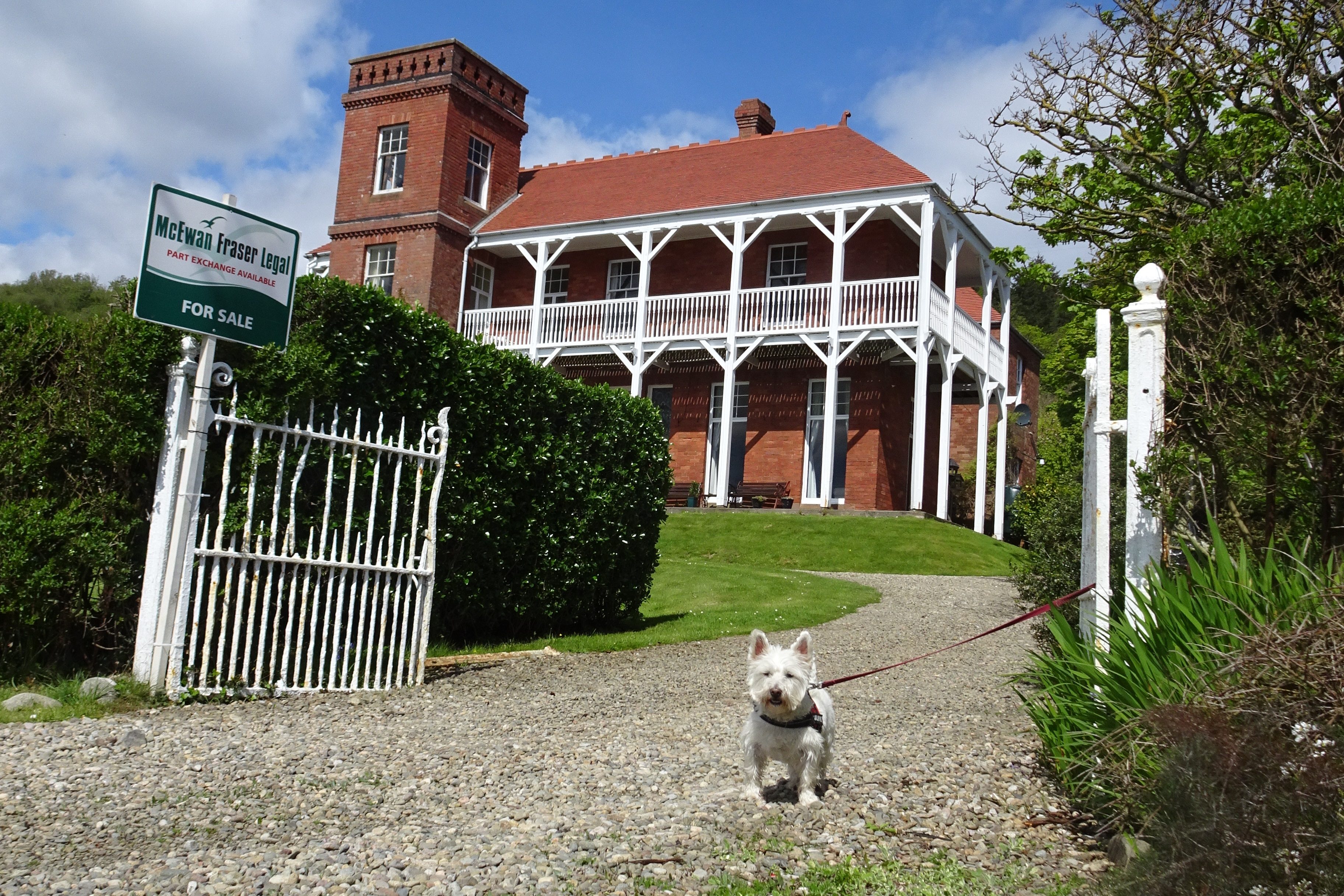 poppy the westie outside the saxon shoes house