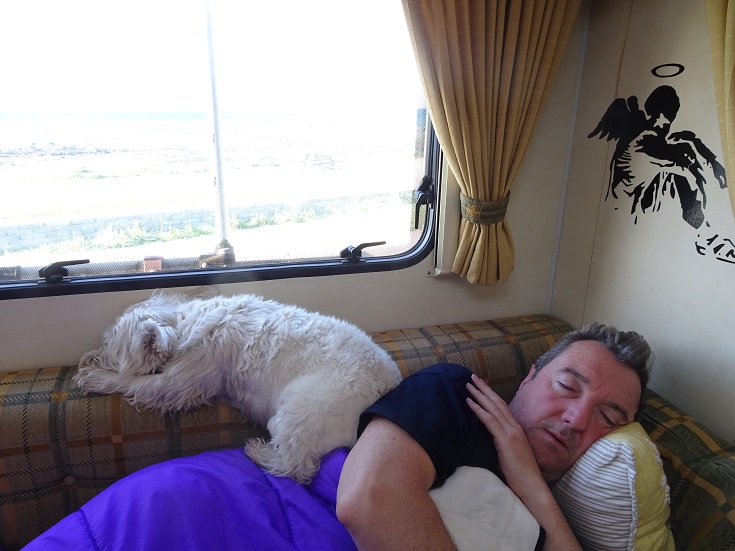 poppy the westie sleeping on dad in motorhome