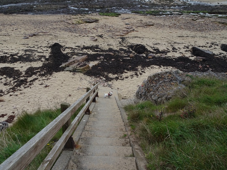 Poppy the westie conning mum and dad to go to the beach at Crail