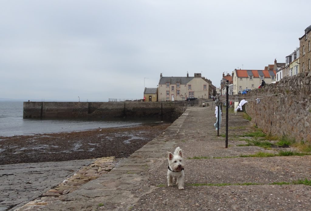 Poppy the westie exploring the washing lines at Cellardyke