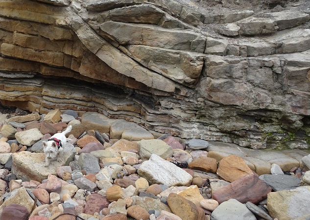 Poppy the westie clambering on the cliffs at Crail