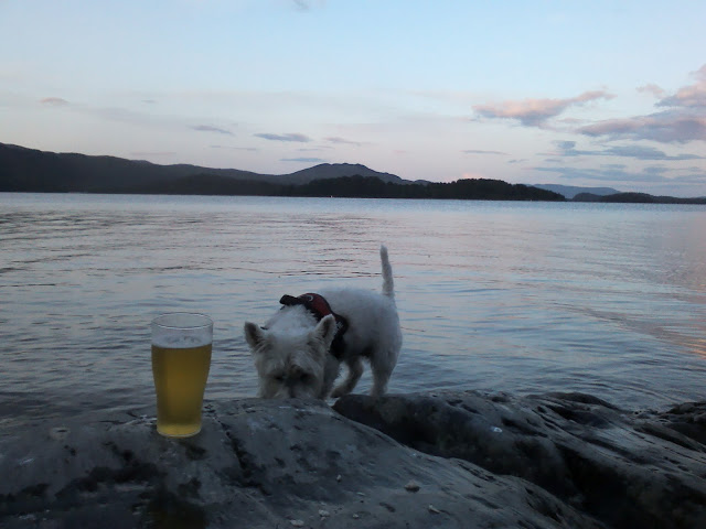 Poppy the westie with Pint of lager at luss loch Lomond