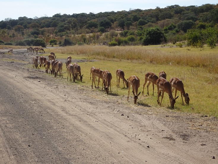 Impala