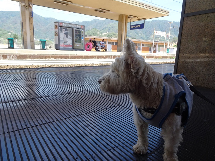 Poppy the westie at Levanto train station