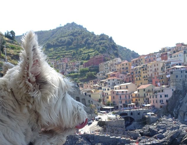 Poppy the westie looking at Manarola