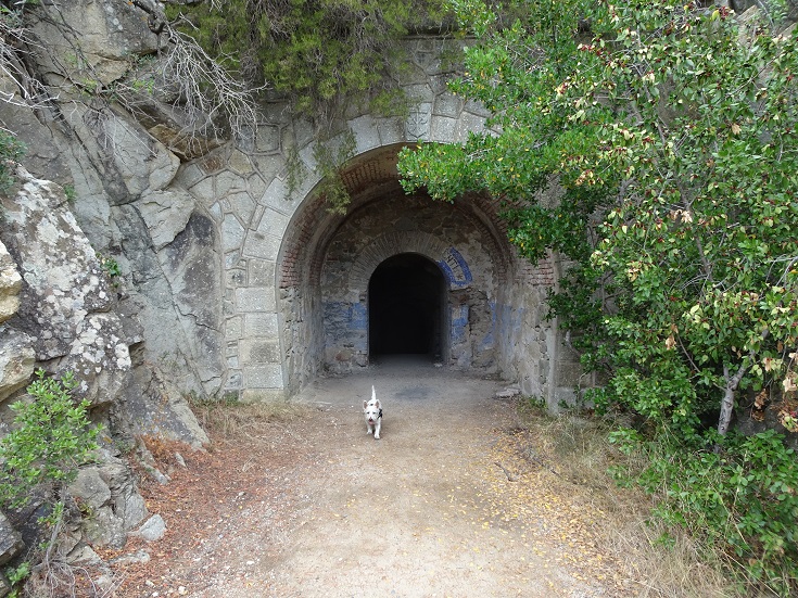 poppy the westie about to go into bunker