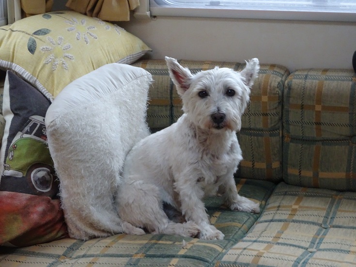 poppy the westie after a good brushing