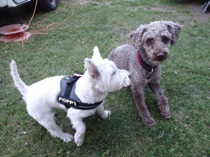 poppy the westie playing with Balu the Italian water dog