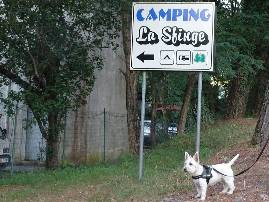 poppy the westie at Camping La Sfinge Deiva Marina