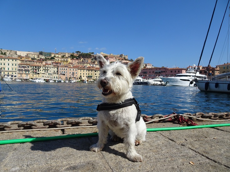 poppy the westie at Portoferraio Elba