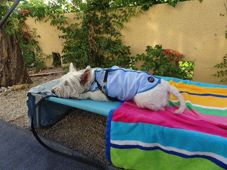 poppy the westie crashed out on Elba