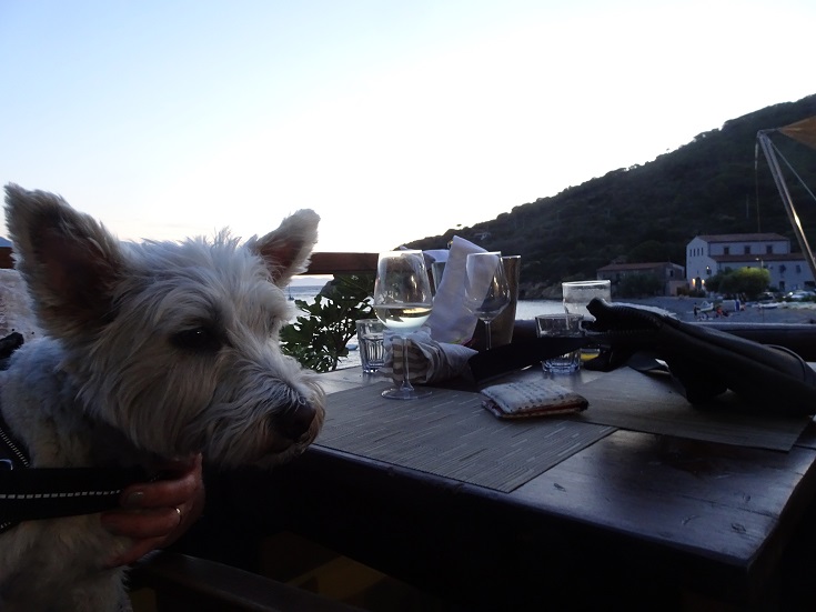 poppy the westie at dinner table