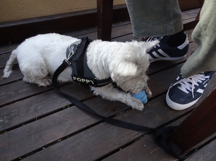 poppy the westie at dinner with kong