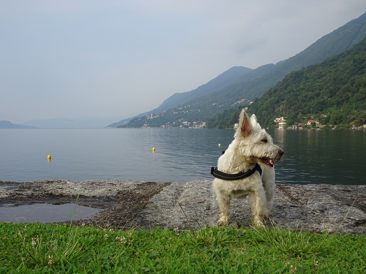 poppy at lake maggiore