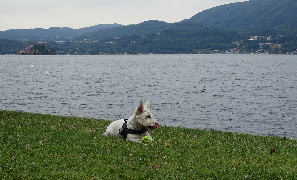 poppy the westie with ball at lake orta