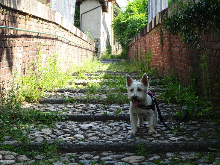 poppy the westie on a stairs leading to the station at Pettenasco 