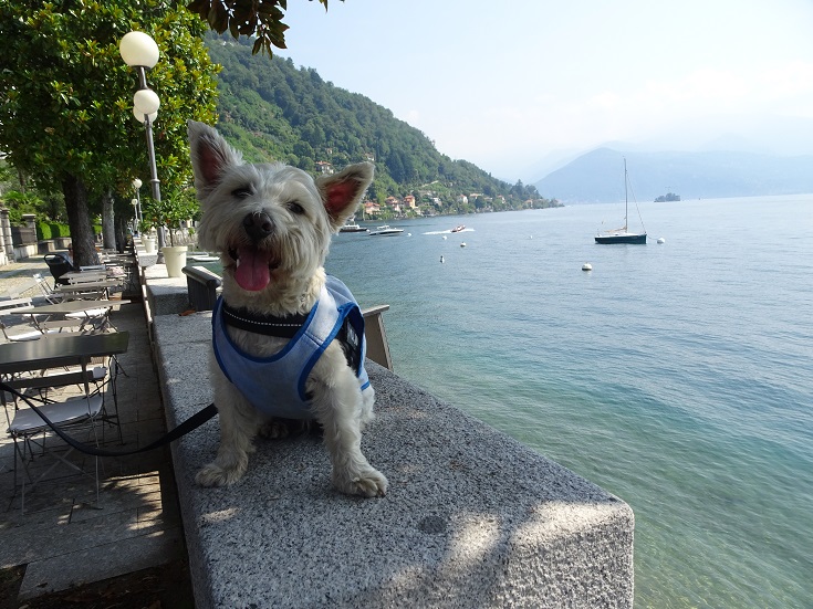 poppy the westie at the lake