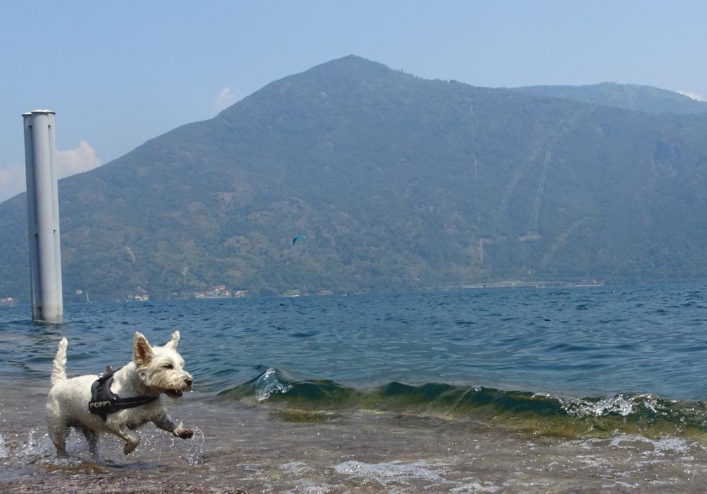 Poppy the westie chasing the waves at Cannobio