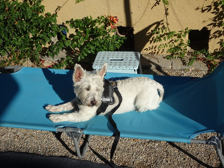 poppy the westie chilling out
