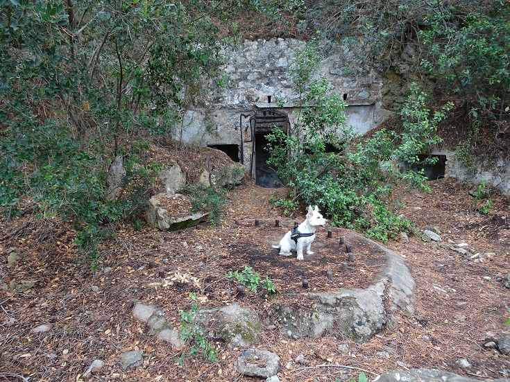 poppy the westie comes out the other side