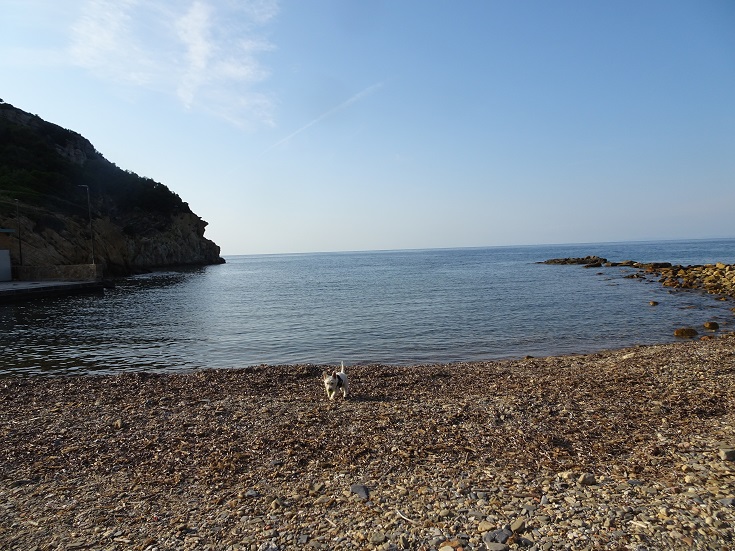 poppy the westie cooling down in Elban waters