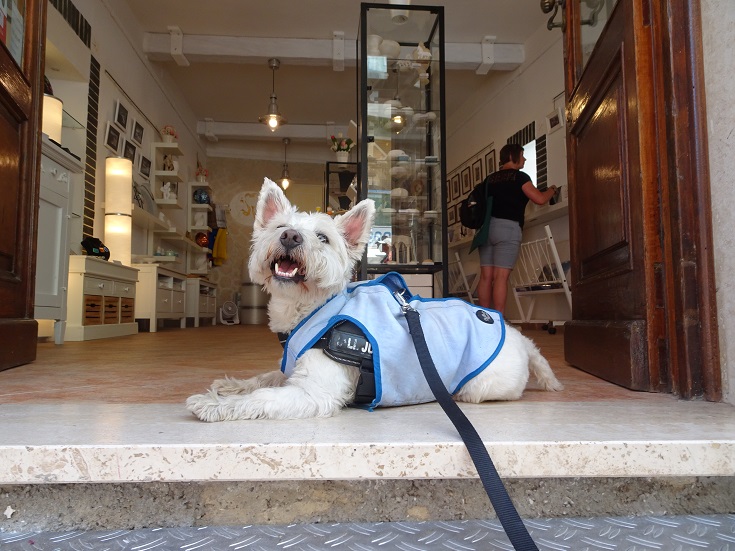 poppy the westie cooling down with shops air con