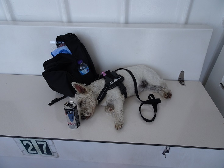 poppy the westie crashed out on the ferry