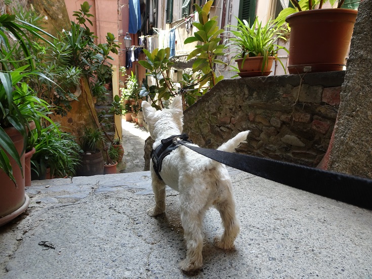 poppy the westie exploring vernazza