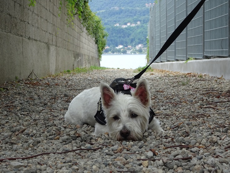 poppy the westie going nowhere at pettenasco