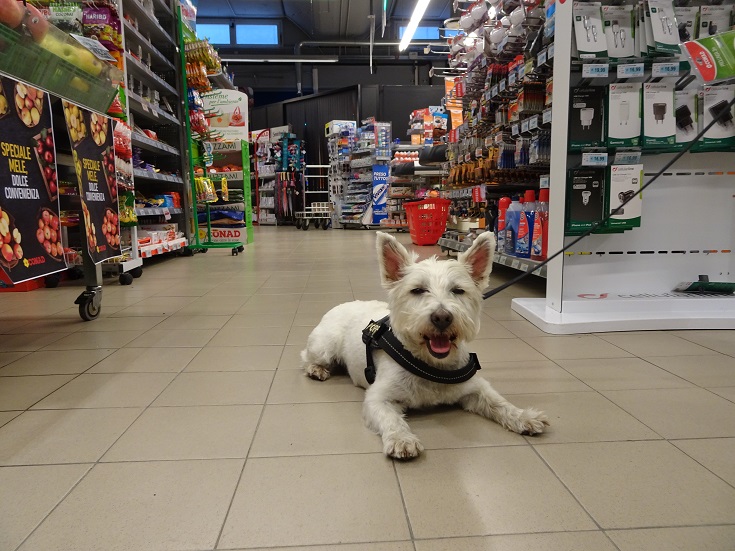 poppy the westie in Conrad going shopping
