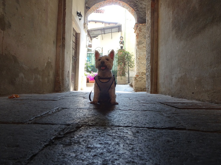 poppy the westie in Stressa