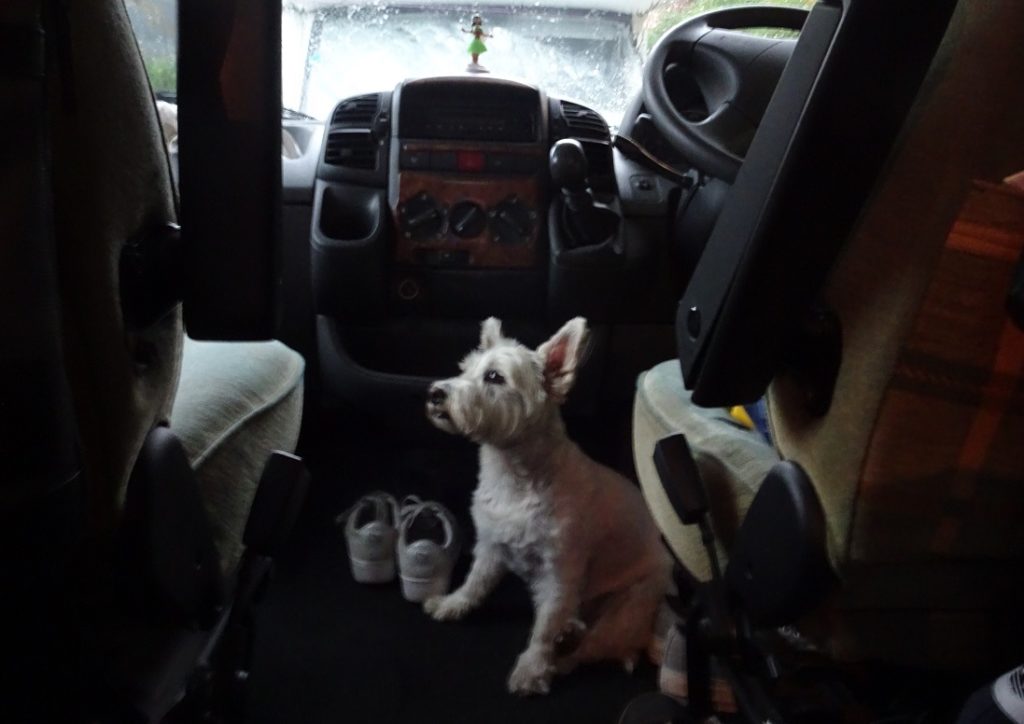 poppy the westie in her safe space during a thunder storm