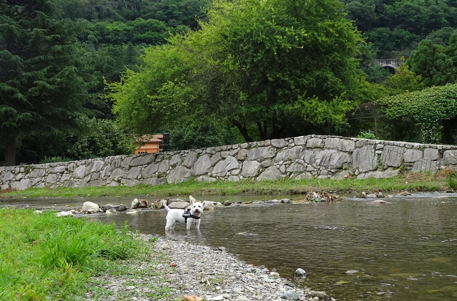 poppy the westie in river at pettenasco