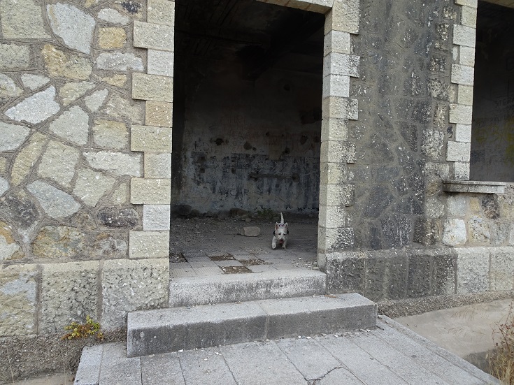 poppy the westie in ww2 bunker on elba