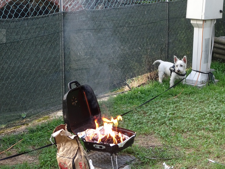 Poppy the westie keeping an eye on the barbeque