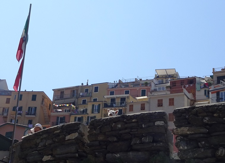 poppy the westie looking for dad in Manarola