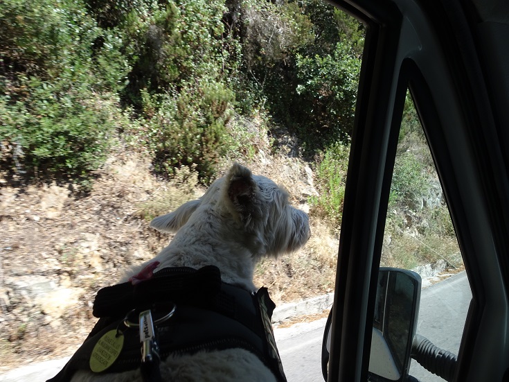 poppy the westie looking out of betsys window