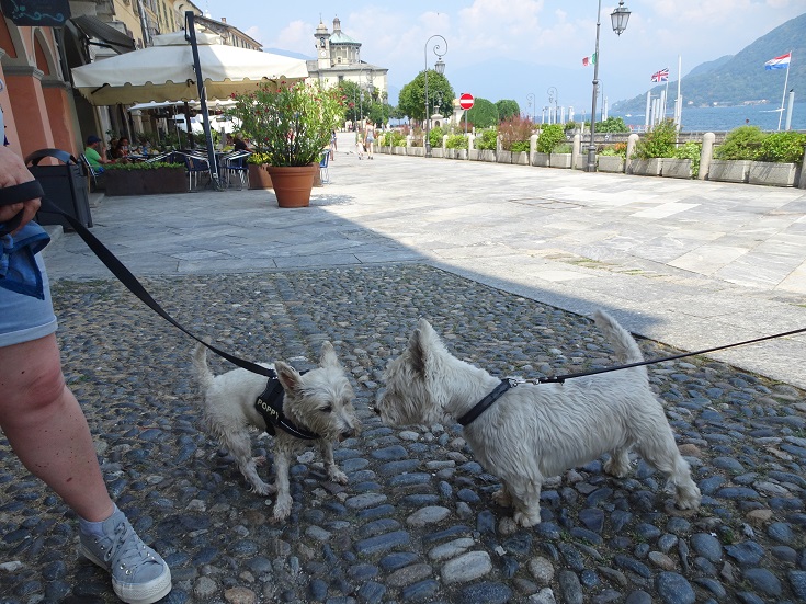 poppy the westie not convinced with swiss westie