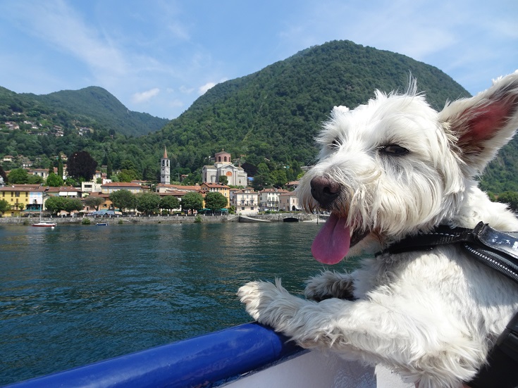 poppy the westie on a ferry leaving Lavano