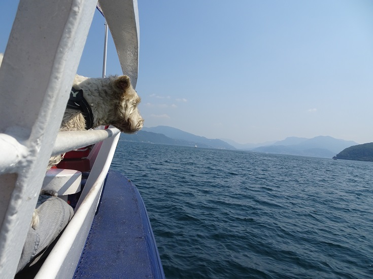 poppy the westie on boat to cannero riviera