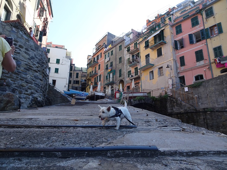 Poppy the westie on pier at Riomaggiore