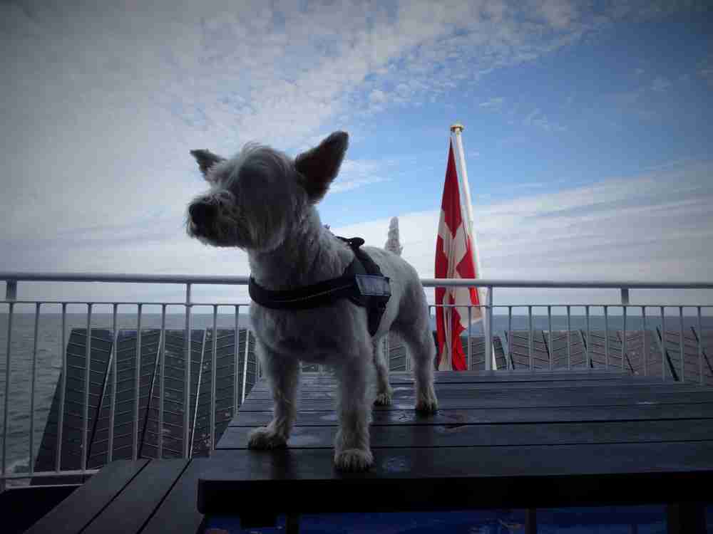 Poppy the westie on the north sea ferry out on deck