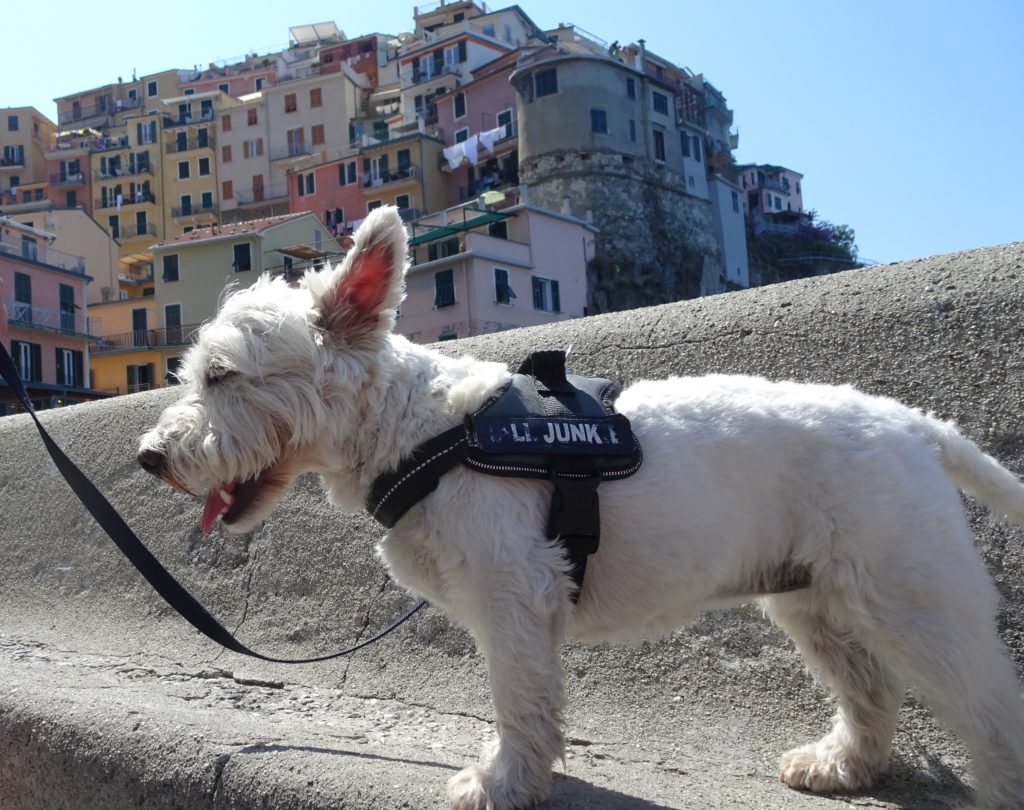 poppy the westie on wall of death Manarola