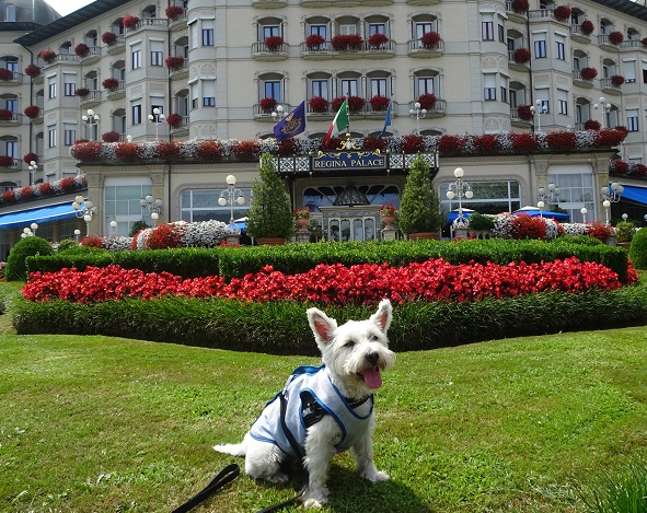 poppy the westie outside the regina palace stressa